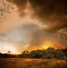 Diane Kirkland  -  Storm, Ossabaw Island, GA / Pigment Print  -  Available in Multiple Sizes