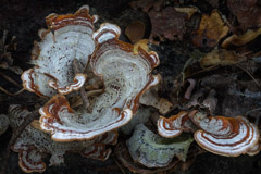 Peter Essick  -  Turkey Tail Fungus / Pigment Print  -  Available in Multiple Sizes