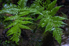 Peter Essick  -  Silvery Glade Ferns / Pigment Print  -  Available in Multiple Sizes