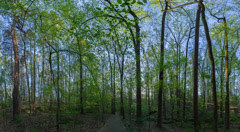 Peter Essick  -  Path, Spring Forest / Pigment Print  -  Available in Multiple Sizes