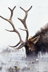 Tom Murphy  -  Bull Elk Long Winter  / Color Pigment Print  -  16 x 24