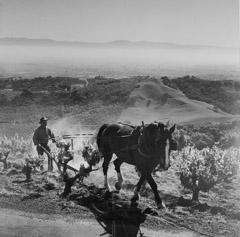   -  Man Plowing Field, 1962 /   -  