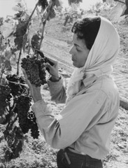 Ansel Adams  -  Young Woman Picking Grapes / Silver Gelatin Print  -  12.5 x 9 (16x20 mat)