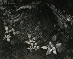 Ansel Adams  -  Leaves, Mills College, California / Silver Gelatin Print  -  11 x 14