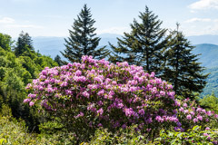 Tim Barnwell  -  Catawba Rhododendron Blue Ridge Parkway / Pigment Print  -  Available in Multiple Sizes