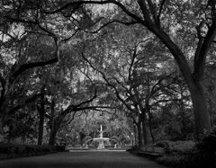 Tim Barnwell  -  Forsyth Park, Savannah Georgia, 2009 / Pigment Print  -  Available in Multiple Sizes