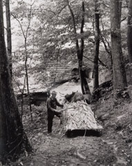 Tim Barnwell  -  Collie Payne and steer, Barry sledding tobacco to barn, 1981 / Silver Gelatin Print  -  11 x 14