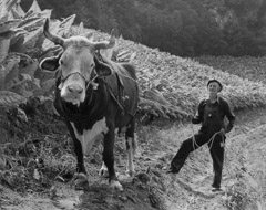 Tim Barnwell  -  Collie Payne and Steer, Berry, in Tobacco Field, Big Pine Creek, Madison County, NC, 1981 / Silver Gelatin Print  -  16 x 20