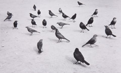 Ruth-Marion Baruch  -  Black Birds, San Francisco, 1953 / Silver Gelatin Print  -  6 x 9