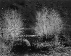 Wynn Bullock  -  Swamp Trees, 1955 / Pigment Print  -  9x12, 11x14 or 16x20