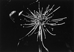 Edna Bullock  -  Dead Lily of the Nile 1976 / Pigment Print  -  available in multiple sizes
