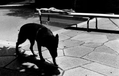 Lucinda Bunnen  -  Melissa on Diving Board with Dog Shadow, Atlanta, 1973 /   -  11 x 16