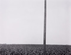 Harry Callahan  -  Pole in Corn Field, 1953 / Silver Gelatin Print  -  8 x 10 contact print