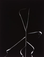 Harry Callahan  -  Weed, Aix-en-Provence, 1958 / Silver Gelatin Print  -  9 x 7