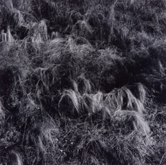 Harry Callahan  -  Grass / Silver Gelatin Print  -  5.75 x 5.5
