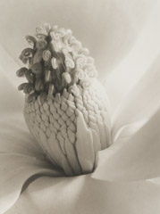 Imogen Cunningham  -  Magnolia Blossom, Tower of Jewels, 1925 / Platinum Palladium  -  9 x 6.5