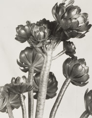 Imogen Cunningham  -  Aeonium, 1920's / Silver Gelatin Print  -  9.25 x 7.25   CW-0027