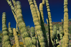 Peter Essick  -  Organ Pipe Cactus, Arizona / Pigment Print  -  available in multiple sizes