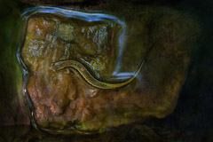 Peter Essick  -  Two-Lined Salamander / Pigment Print  -  Available in Multiple Sizes