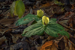Peter Essick  -  Pale Yellow Trillium / Pigment Print  -  Available in Multiple Sizes