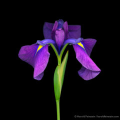 Harold Feinstein  -  5F-150 Purple Iris /   -  