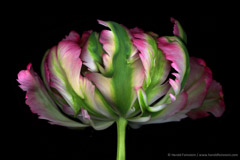 Harold Feinstein  -  White, Pink & Green Parrot Tulip / Pigment Print  -  available in multiple sizes