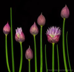 Harold Feinstein  -  Chive Buds / Pigment Print  -  available in multiple sizes
