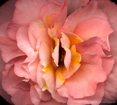 Harold Feinstein  -  Yellow Pink Rose / Pigment Print  -  30 x 40