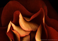Harold Feinstein  -  Bronze Rose / Pigment Print  -  available in multiple sizes
