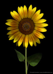 Harold Feinstein  -  Sunflower on Stem / Pigment Print  -  available in multiple sizes