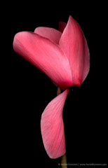 Harold Feinstein  -  Red Cyclamen / Pigment Print  -  available in multiple sizes