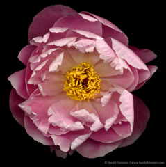 Harold Feinstein  -  Pink Peony / Pigment Print  -  available in multiple sizes