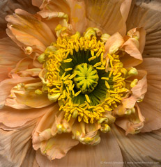 Harold Feinstein  -  Pink & Yellow Poppy / Pigment Print  -  available in multiple sizes
