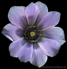 Harold Feinstein  -  Pg-132 Purple Anemone /   -  