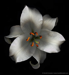 Harold Feinstein  -  Asiatic Lily / Pigment Print  -  available in multiple sizes