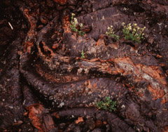 Philip Hyde  -  Flowers on Pahoehoe Lava, Craters of the Moon, Wyoming, 1983 / Cibachrome Print  -  8 x 10