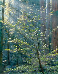 Philip Hyde  -  Dogwood, Sequoia Forest, Sequoia National Park, California, 1974 / Pigment Print  -  14 x 11