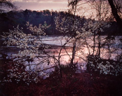 Robert Glenn Ketchum  -  CR 17, Blossoms in the Twilight, 1986 / Cibachrome Print  -  18.5 x 23.75 