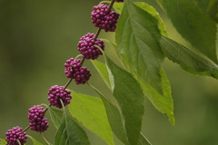 Diane Kirkland  -  Beauty Berry / Pigment Print  -  Available in Multiple Sizes