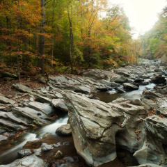Diane Kirkland  -  Holly Creek / Pigment Print  -  Available in Multiple Sizes
