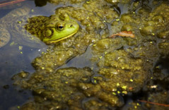 Diane Kirkland  -  Frog / Pigment Print  -  Available in Multiple Sizes