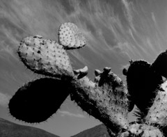 Bob Kolbrener  -  Cactus, CA, 1997 / 6/49  -  24 x 30