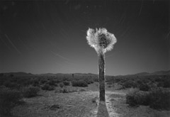 Bob Kolbrener  -  Desert Fantasy, Nevada, 2013 / Silver Gelatin Print  -  24 x 30