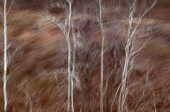 Julieanne Kost  -  Pennsylvania, #1462, 2012 / Pigment Print  -  Available in Multiple Sizes