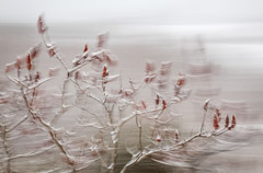 Julieanne Kost  -  Vermont, #1201, 2010 / Pigment Print  -  Available in Multiple Sizes