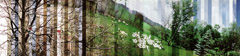 Stephen Lawson  -  Spring Plumage, 1991 / Chromogenic Collage  -  8 x 34