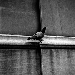 Vivian Maier  -  September 1954 (pigeon) / Silver Gelatin Print  -  12 x 12 (on 16x20 paper)