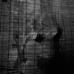 Vivian Maier  -  Untitled, no date, (blinds) / Silver Gelatin Print  -  12 x 12 (on 16x20 paper)