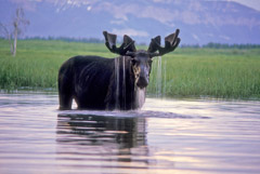 Tom Murphy  -  Moose Feeding along Beaverdam Creek / Color Pigment Print  -  Available in multiple sizes