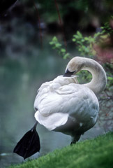 Tom Murphy  -  Trumpetter Swan Preening on One Foot / Color Pigment Print  -  Available in multiple sizes
